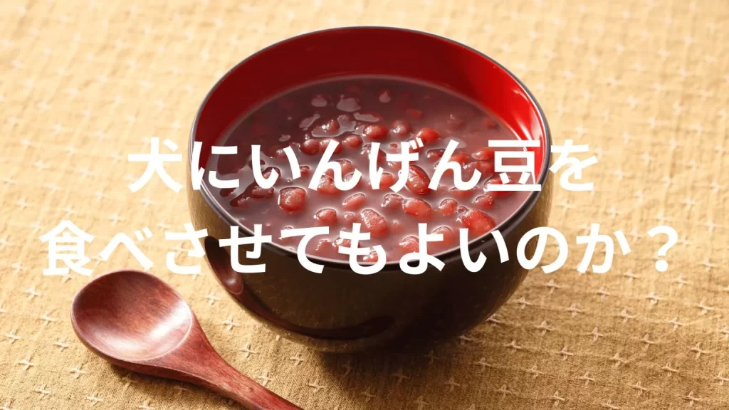 犬にいんげん豆を食べさせても大丈夫？与えてよい量や注意点を解説