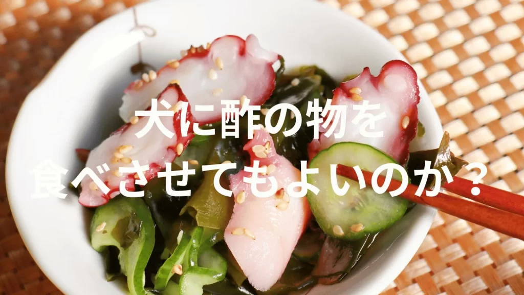 犬に酢の物を食べさせても大丈夫？与えてはいけない理由と注意点を解説