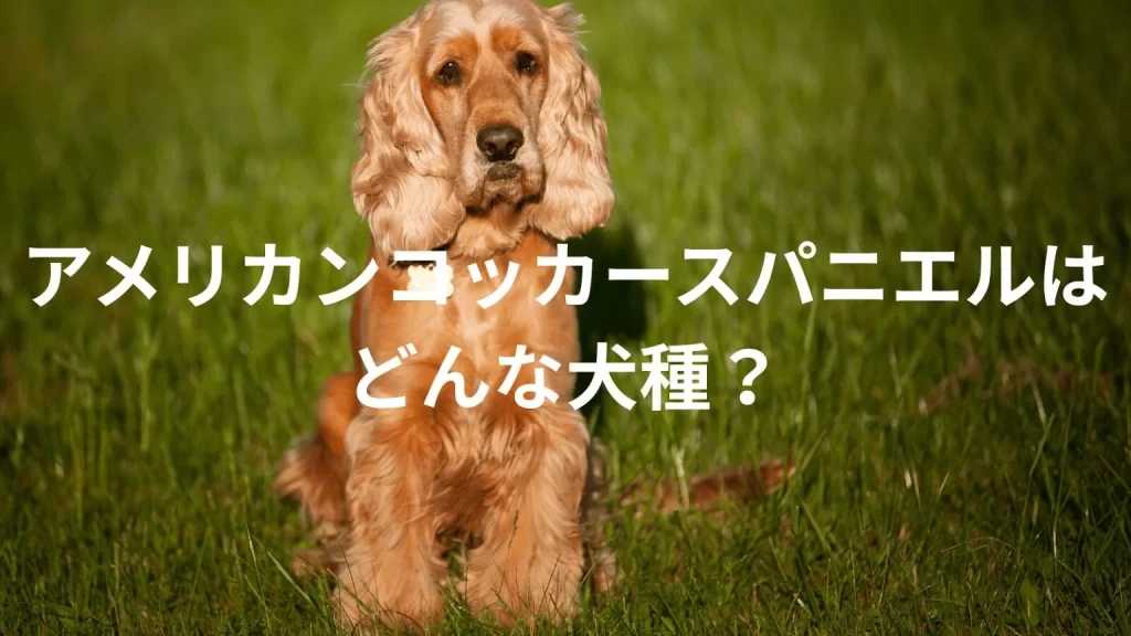 アメリカンコッカースパニエルの犬種紹介。犬種図鑑。アメリカンコッカースパニエルはどんな犬種?大きさは?体重は?