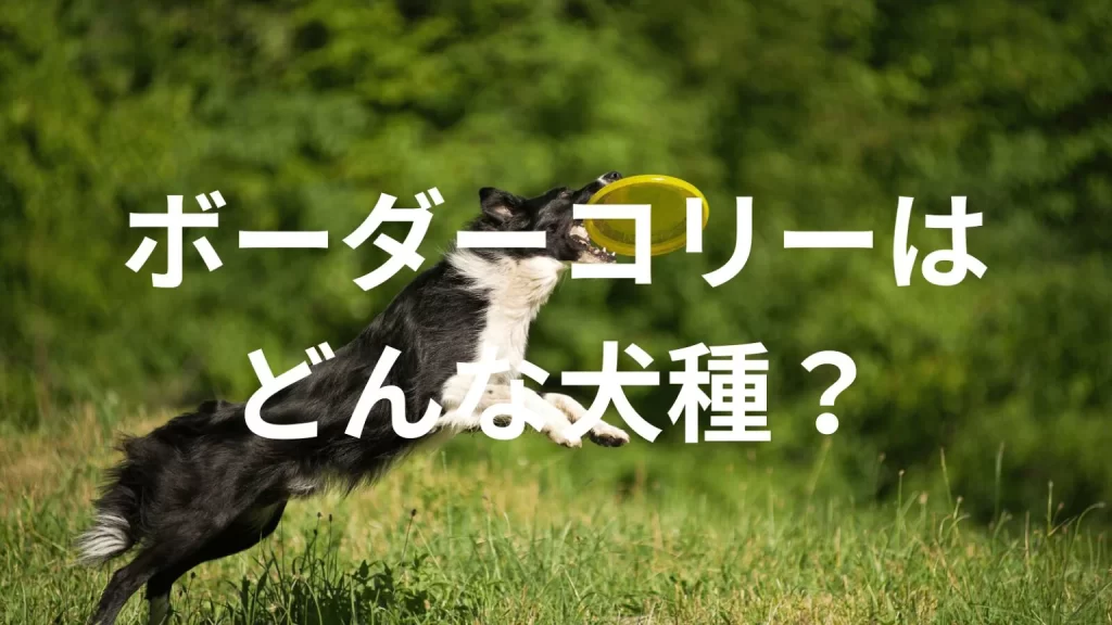 ボーダーコリーの犬種紹介。犬種図鑑。ボーダーコリーはどんな犬種?大きさは?体重は?