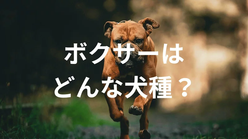 ボクサーの犬種紹介。犬種図鑑。ボクサーはどんな犬種?大きさは?体重は?