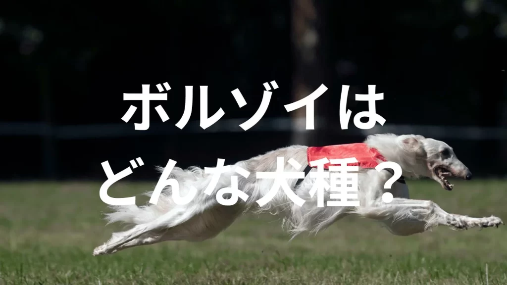 ボルゾイの犬種紹介。犬種図鑑。ボルゾイはどんな犬種？大きさは？体重は？