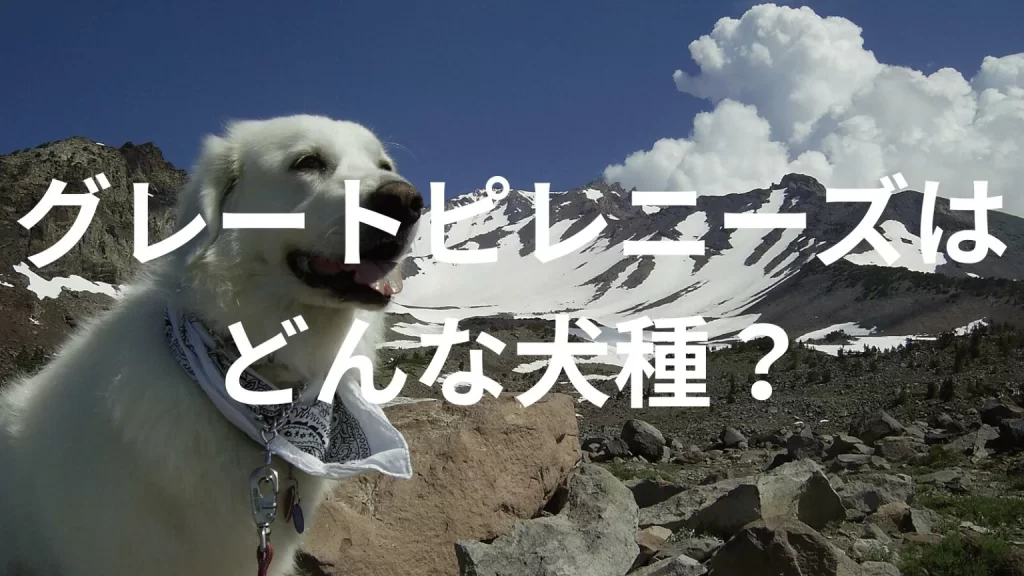 グレートピレニーズの犬種紹介。犬種図鑑。グレートピレニーズはどんな犬種?大きさは?体重は?