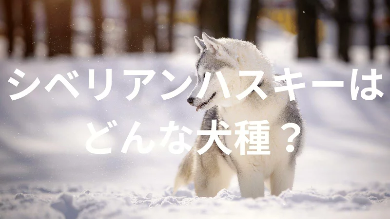 シベリアンハスキーの犬種紹介。犬種図鑑。シベリアンハスキーはどんな犬種？大きさは？体重は？