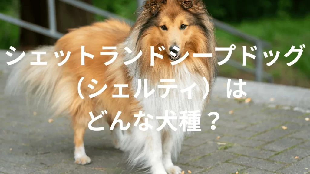 シェットランドシープドッグの犬種紹介。犬種図鑑。シェットランドシープドッグはどんな犬種？大きさは？体重は？