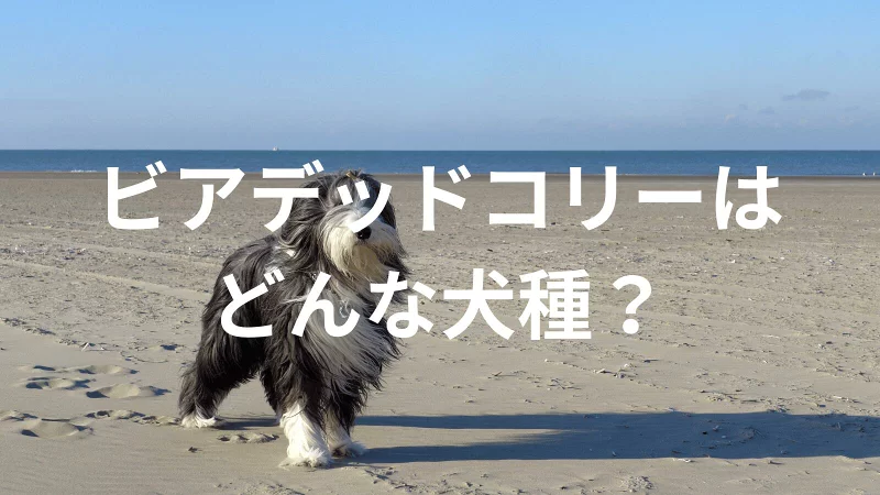 ビアデッドコリーの犬種紹介。犬種図鑑。ビアデッドコリーはどんな犬種？大きさは？体重は？