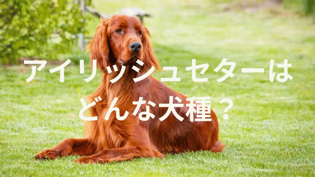 アイリッシュセターの犬種紹介。犬種図鑑。アイリッシュセターはどんな犬種？大きさは？体重は？