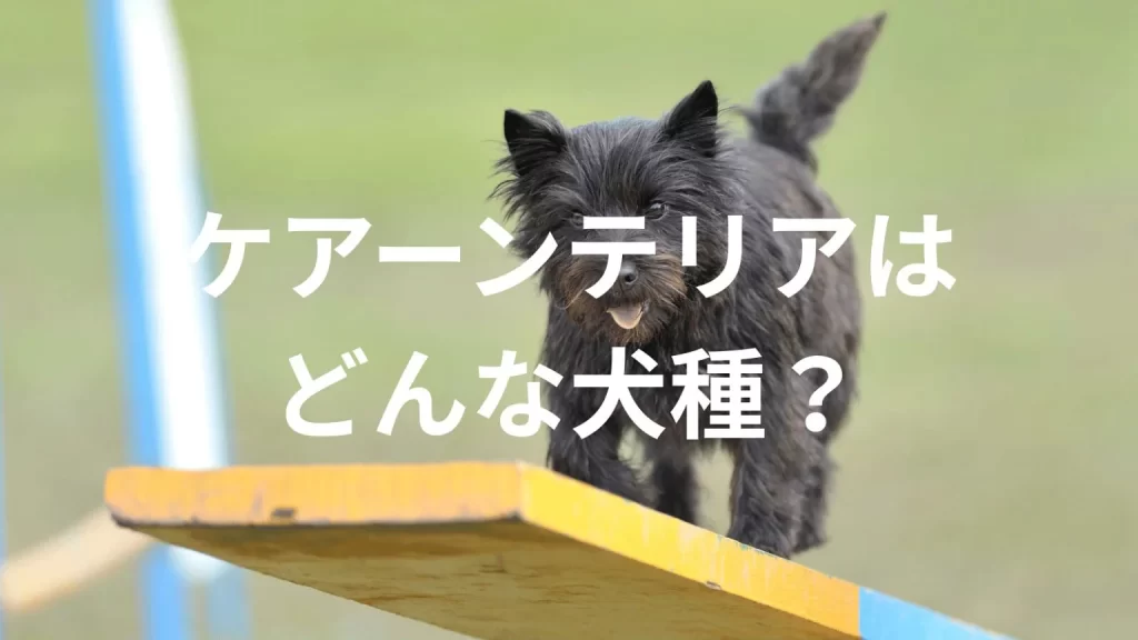 ケアーンテリアの犬種紹介。犬種図鑑。ケアーンテリアはどんな犬種？大きさは？体重は？