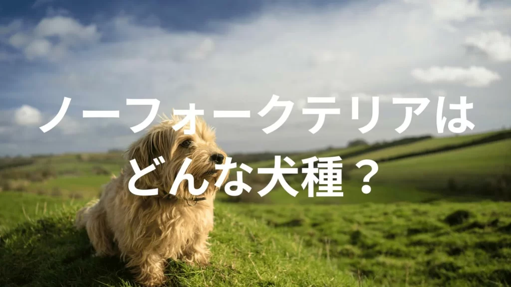 ノーフォークテリアの犬種紹介。犬種図鑑。ノーフォークテリアはどんな犬種?大きさは?体重は?