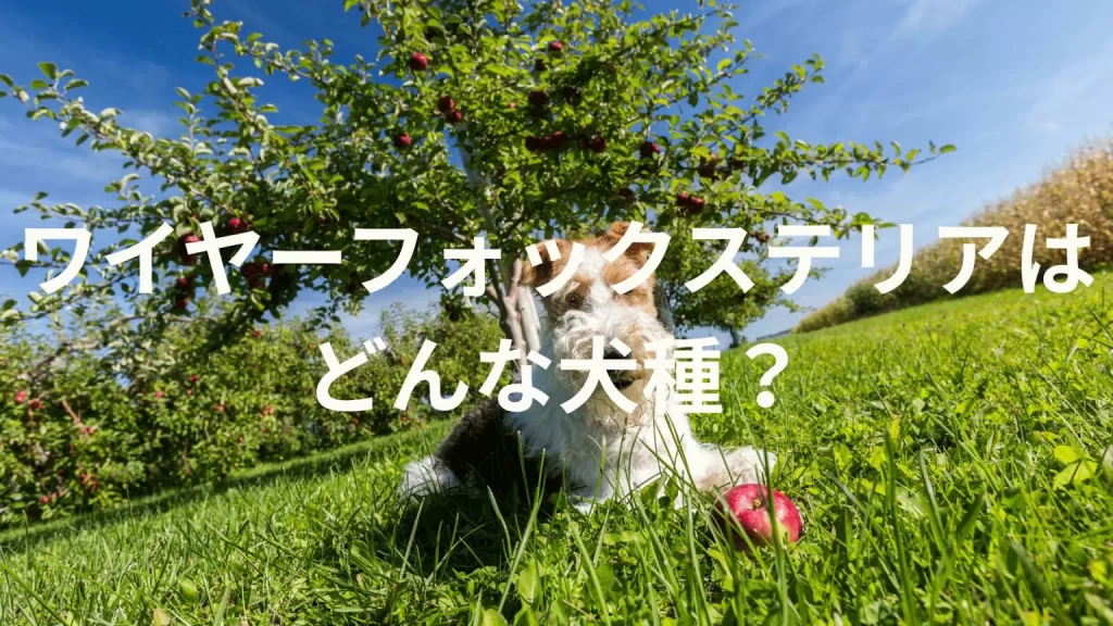 ワイヤーフォックステリアの犬種紹介。犬種図鑑。ワイヤーフォックステリアはどんな犬種?大きさは?体重は?