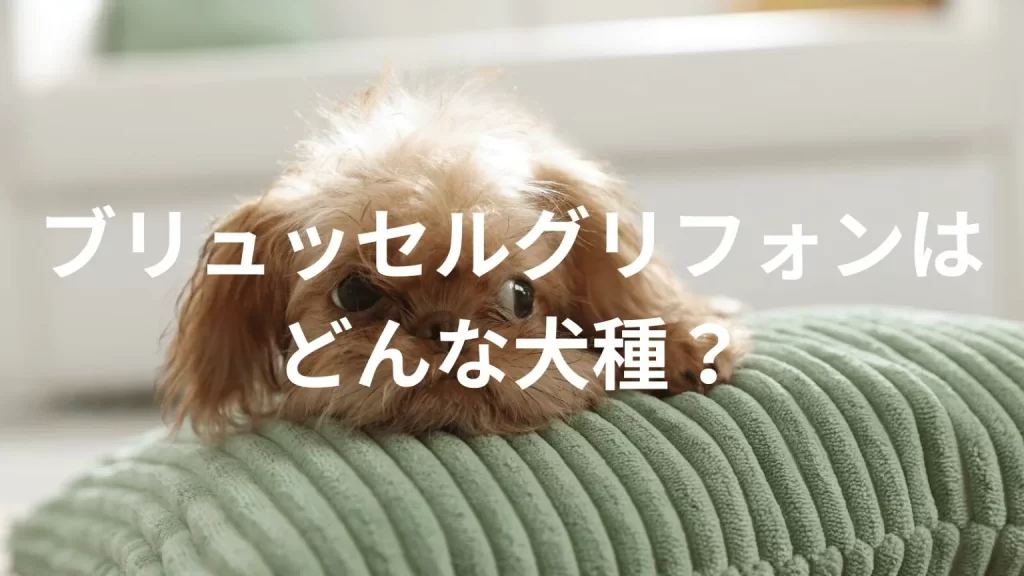 ブリュッセルグリフォンの犬種紹介。犬種図鑑。ブリュッセルグリフォンはどんな犬種?大きさは?体重は?