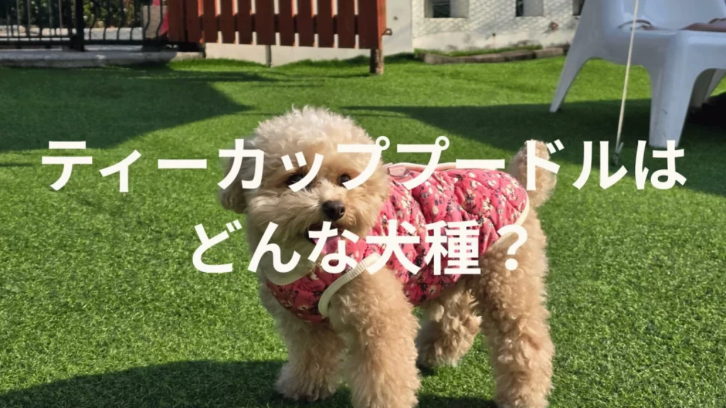 ティーカッププードルの犬種紹介。犬種図鑑。ティーカッププードルはどんな犬種?大きさは?体重は?
