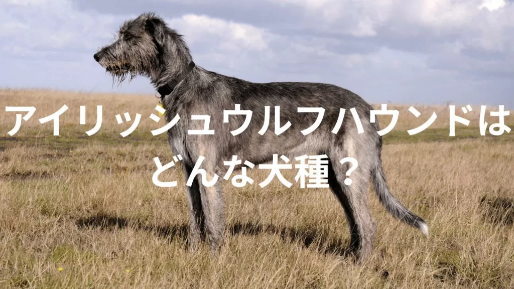 アイリッシュウルフハウンドの犬種紹介。犬種図鑑。アイリッシュウルフハウンドはどんな犬種?大きさは?体重は?