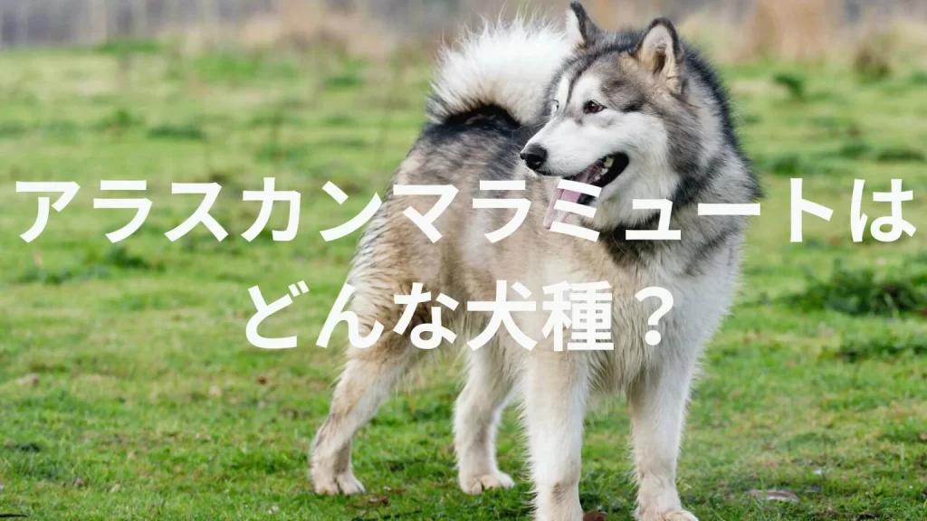 アラスカンマラミュートの犬種紹介。犬種図鑑。アラスカンマラミュートはどんな犬種?大きさは?体重は?
