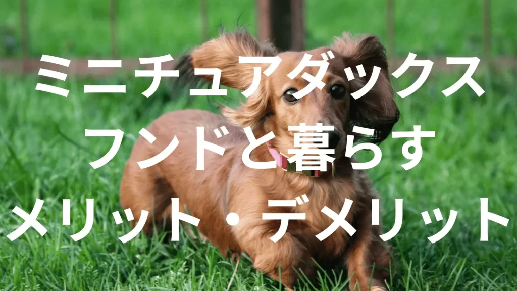 ミニチュアダックスフンドは飼うと大変?メリット・デメリットと飼い方の注意点