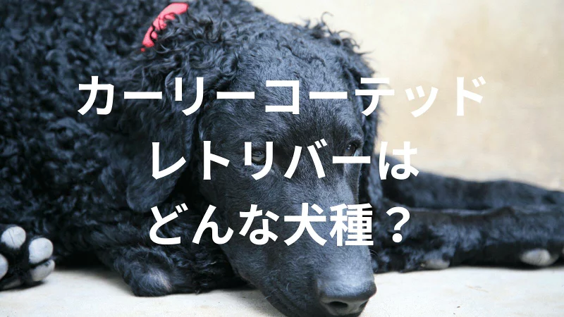カーリーコーテッドレトリバーの犬種紹介。犬種図鑑。カーリーコーテッドレトリバーはどんな犬種？大きさは？体重は？