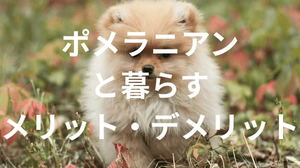 ポメラニアンは飼うと大変?メリット・デメリットと飼い方の注意点