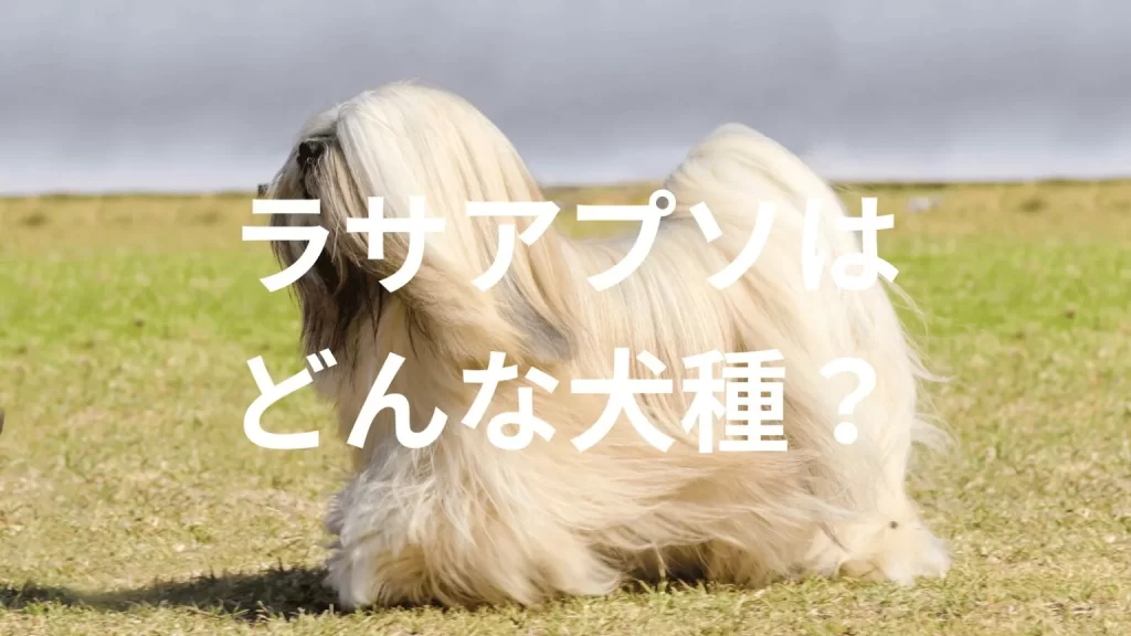 ラサアプソの犬種紹介。犬種図鑑。ラサアプソはどんな犬種?大きさは?体重は?