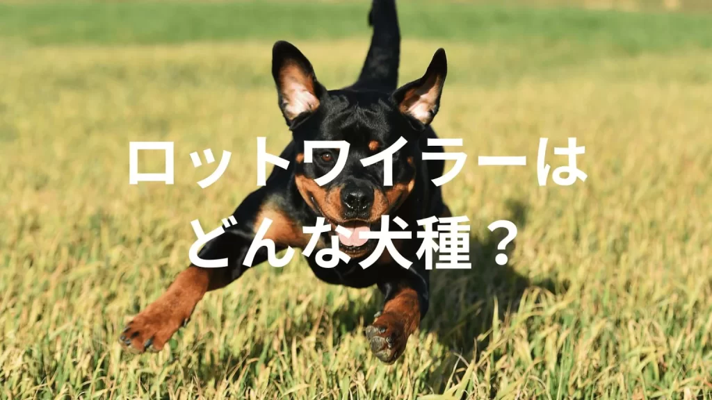 ロットワイラーの犬種紹介。犬種図鑑。ロットワイラーはどんな犬種？大きさは？体重は？