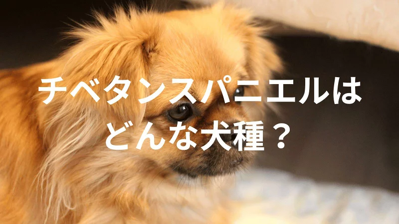 チベタンスパニエルの犬種紹介。犬種図鑑。チベタンスパニエルはどんな犬種？大きさは？体重は？