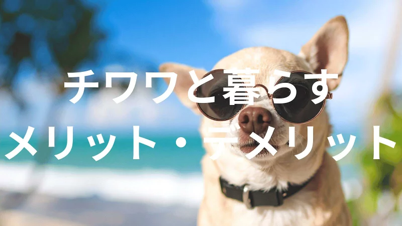 チワワは飼うと大変？メリット・デメリットと飼い方の注意点