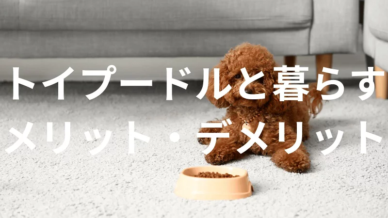 トイプードルは飼うと大変?メリット・デメリットと飼い方の注意点
