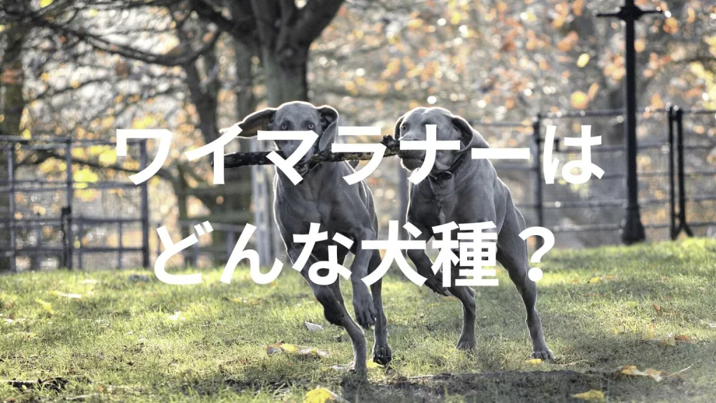 ワイマラナーの犬種紹介。犬種図鑑。ワイマラナーはどんな犬種？大きさは？