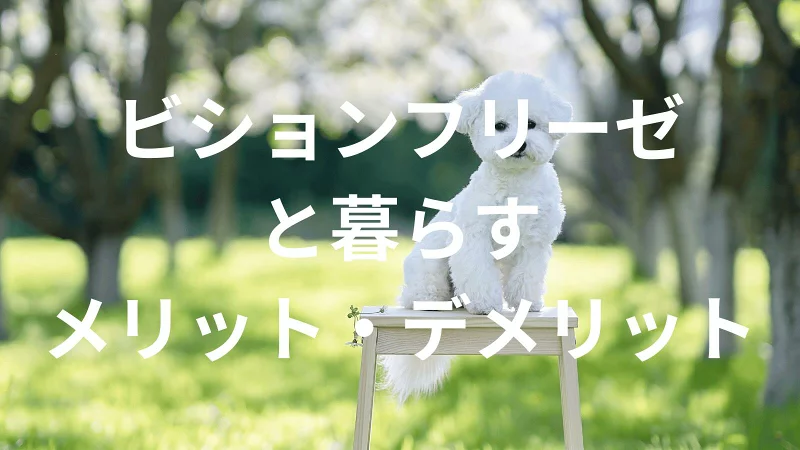 ビションフリーゼは飼うと大変？メリット・デメリットと飼い方の注意点