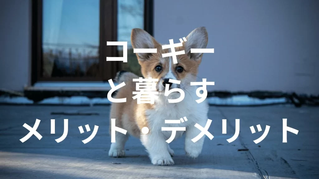 コーギーは飼うと大変？メリット・デメリットと飼い方の注意点