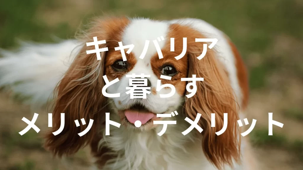 キャバリアキングチャールズスパニエルは飼うと大変?メリット・デメリットと飼い方の注意点