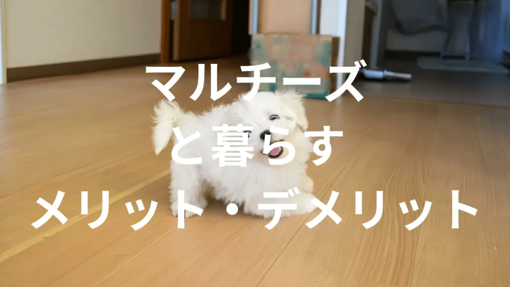 マルチーズは飼うと大変?メリット・デメリットと飼い方の注意点