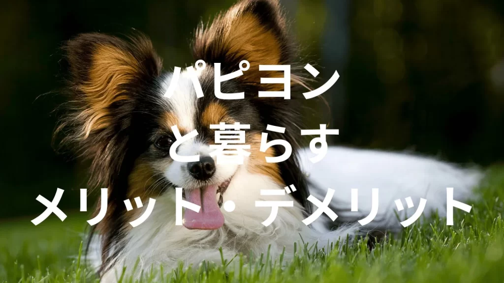 パピヨンは飼うと大変？メリット・デメリットと飼い方の注意点