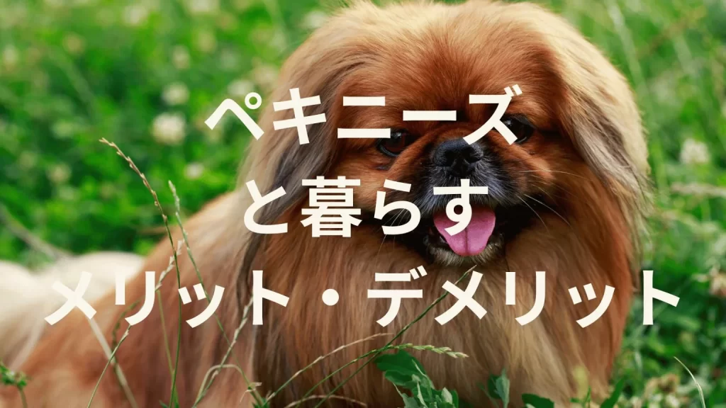 ペキニーズは飼うと大変?メリット・デメリットと飼い方の注意点