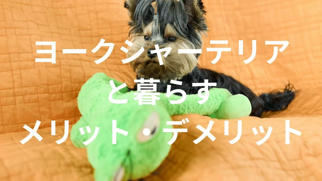ヨークシャーテリアは飼うと大変?メリット・デメリットと飼い方の注意点