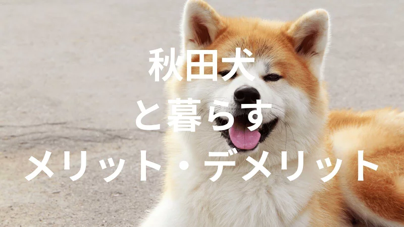 秋田犬は飼うと大変？メリット・デメリットと飼い方の注意点