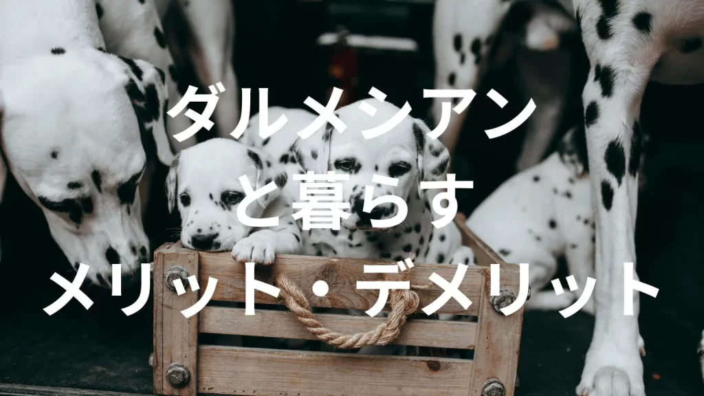 ダルメシアンは飼うと大変?メリット・デメリットと飼い方の注意点