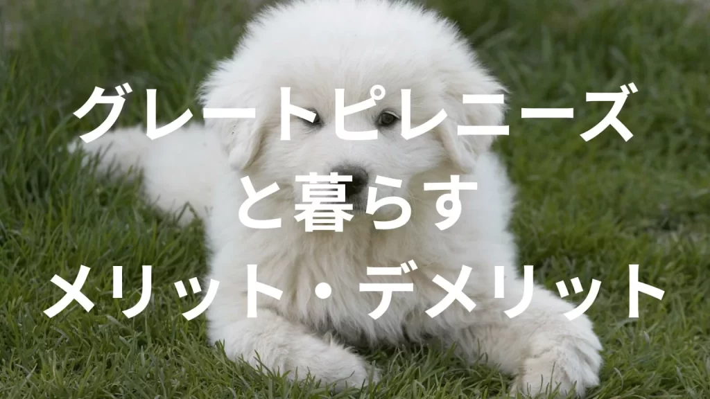 グレートピレニーズは飼うと大変?メリット・デメリットと飼い方の注意点