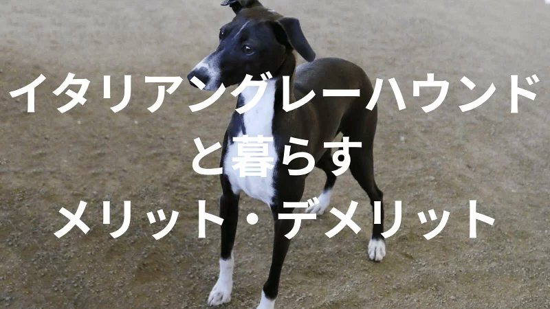 イタリアングレーハウンドは飼うと大変？メリット・デメリットと飼い方の注意点