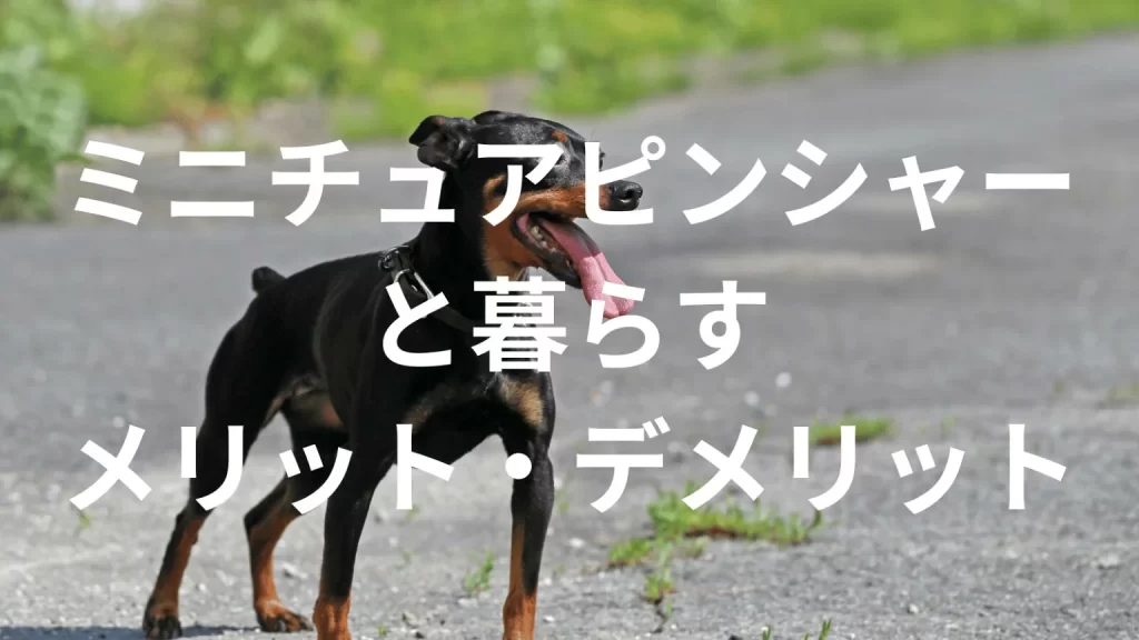 ミニチュアピンシャーは飼うと大変？メリット・デメリットと飼い方の注意点
