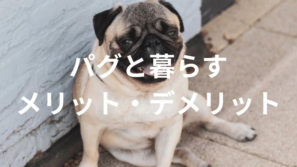 パグは飼うと大変？メリット・デメリットと飼い方の注意点