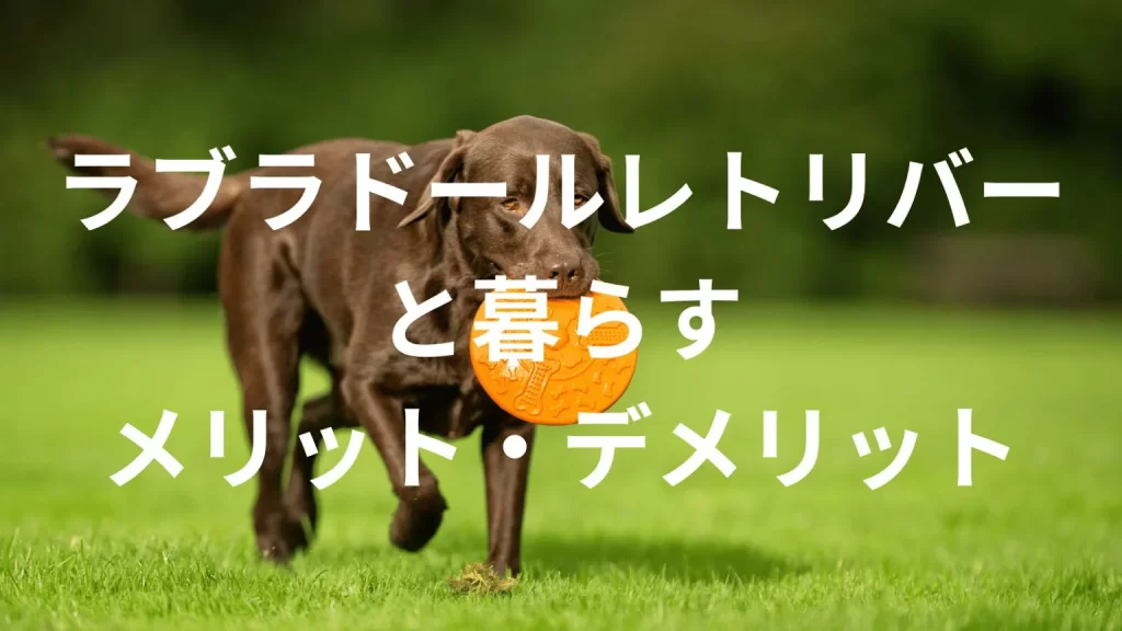 ラブラドールレトリバーは飼うと大変?メリット・デメリットと飼い方の注意点