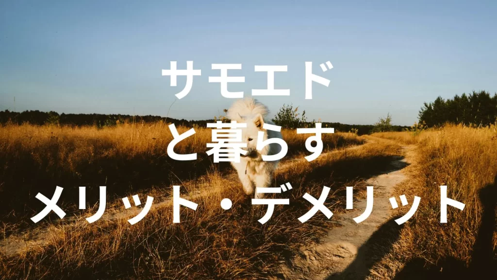 サモエドは飼うと大変?メリット・デメリットと飼い方の注意点