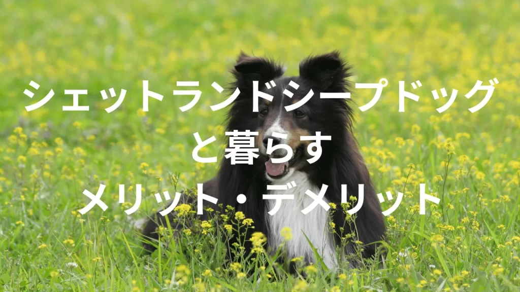 シェットランドシープドッグは飼うと大変?メリット・デメリットと飼い方の注意点