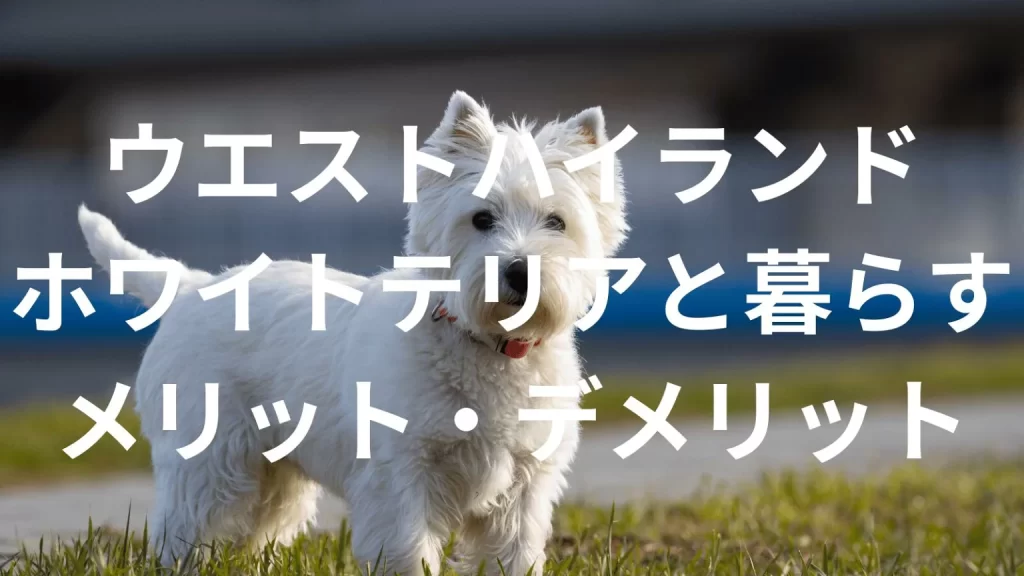 ウエストハイランドホワイトテリアは飼うと大変?メリット・デメリットと飼い方の注意点