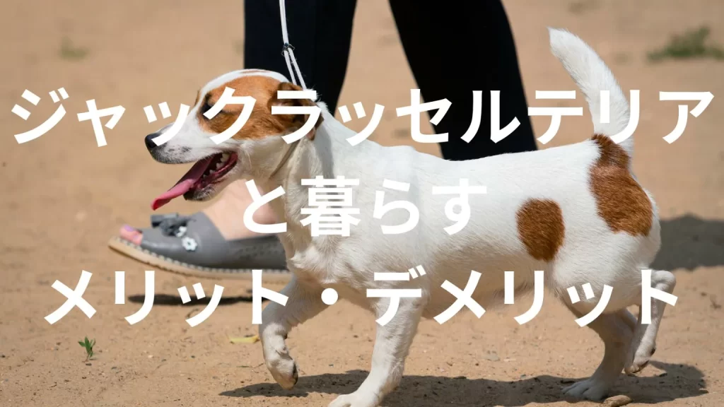 ジャックラッセルテリアは飼うと大変?メリット・デメリットと飼い方の注意点