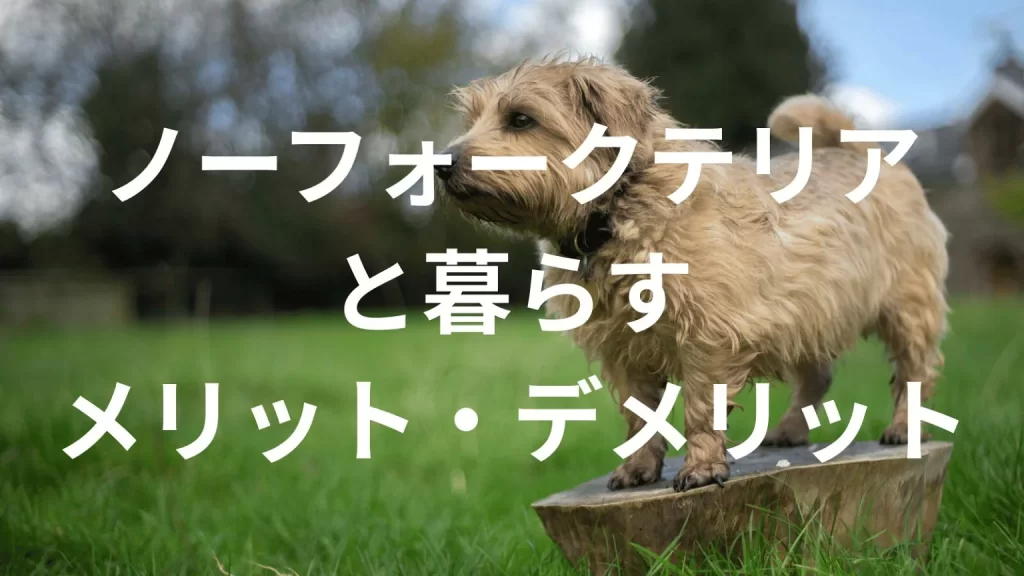 ノーフォークテリアは飼うと大変？メリット・デメリットと飼い方の注意点