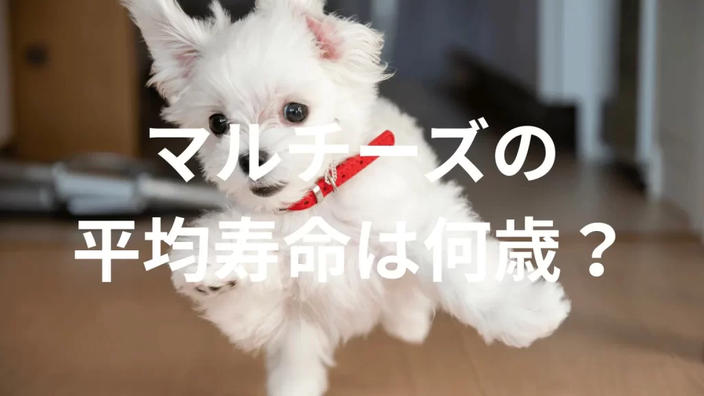 マルチーズの平均寿命は何歳？寿命の目安と長生きのための健康管理を解説