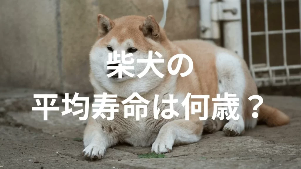 柴犬の平均寿命は何歳?寿命の目安と長生きのための健康管理を解説