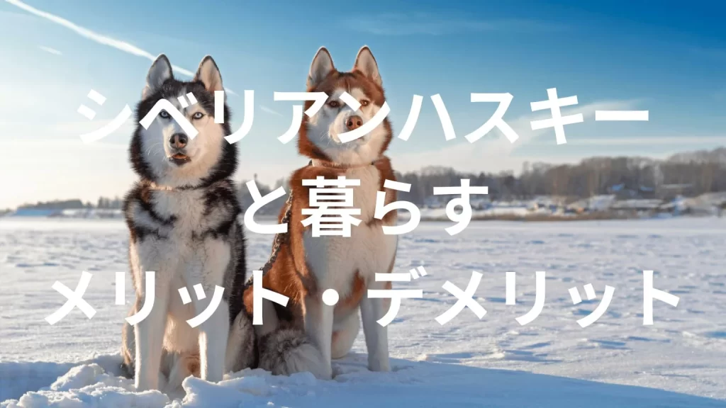 シベリアンハスキーは飼うと大変?メリット・デメリットと飼い方の注意点
