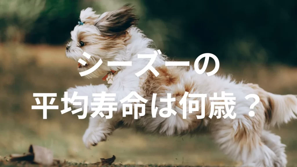 シーズーの平均寿命は何歳？寿命の目安と長生きのための健康管理を解説